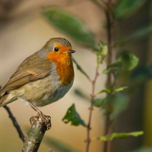 Untitled (58 Of 214) Edit.jpg